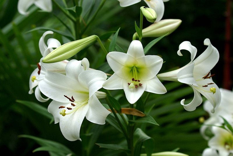 lys blanc a l entree de la poterie